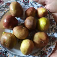 انجیر