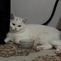 گربه|گربه|رحیم‌آباد, |دیوار