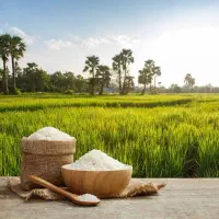بازاریاب ویزیتور برنج