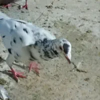 سار لک دار