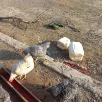 مرغ و خروس آمروک