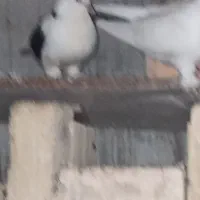 کبوتر