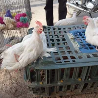جوجه خروس سفید کشتنی