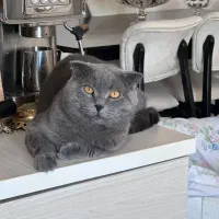 اسکاتیش فولد نر  جفت، گ ی ر ی