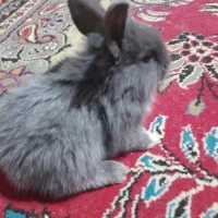 خرگوش
