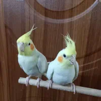 عروس هلندی