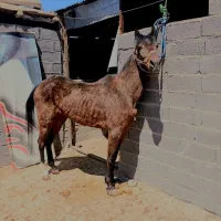 فروش مادیان درهشور
