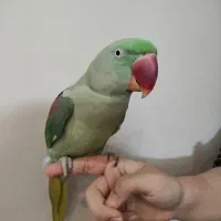 شاه طوطی بالغ ماده