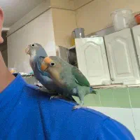 کوتوله نر و ماده