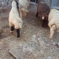 گوسفند
