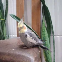 عروس هلندی گمشده