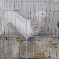 طوقی هفت رنگ کاکلی معاوضه باقناری سهره یاهرچیی