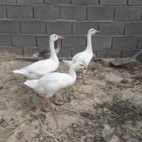 غاز جوان