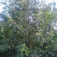 کارگر برا نخود چیدن داریم کسی کارگراخواست