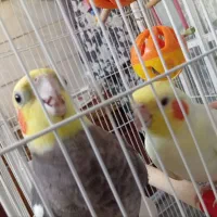 پرنده عروس هلندی مولد بالغ سخنگو