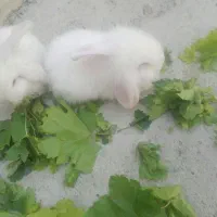 بچه خرگوش لوپی