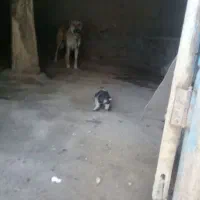 ماده سگ سرابی باتوله افغان