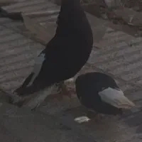 کلاغ دم سفید