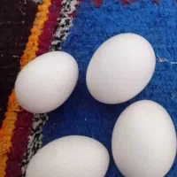 تخم مرغ محلی