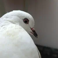 کفتر