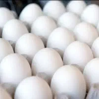 پخش تخم مرغ کیلویی