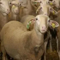 بره زنده لاکن،افشار و محلی