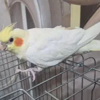 جفت عروس هلندی مولد