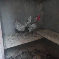 مرغ و خروس سپرایت