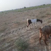 بز عدانی
