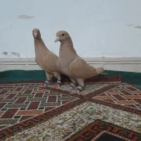زرد کرمونی معاوضه