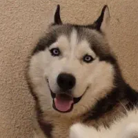 واگذاری هاسکی نر