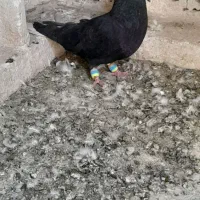 نر اشعال سیاه گرفتنی