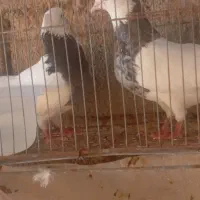 طوقی 1 نر 2ماده