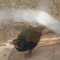 فروش یک ست پرنده زینتی