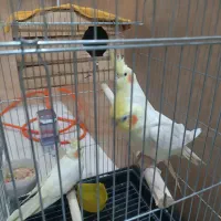 عروس هلندی جفت +جوجه