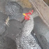 خروس امروک اصل