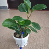 گل طبیعی زیبا انواع گل و گلدان یوکا شفلرا قاشقی