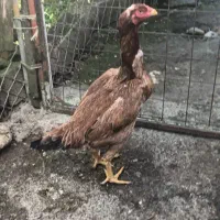 لاری تازه به تخم اومده