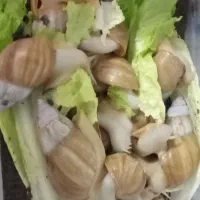 حلزون فروشی