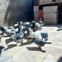 دوبر مسافتی درجه ۱