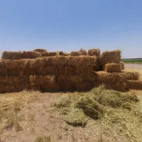 ۷۷۱|لوازم جانبی حیوانات|جازموریان, |دیوار
