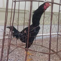 خروس لاری مشکی انگلیسی