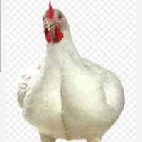 کارگر برای مرغ فروشی