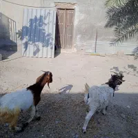 بز نر وبزشیری|حیوانات مزرعه|میناب, |دیوار