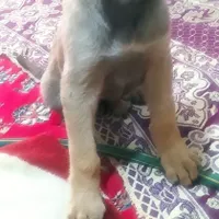 توله سگ سرابی