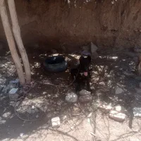 سگ سرابی