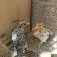 جوجه محلی و خروس لاری اصیل