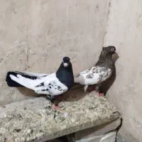 جفت سینه|پرنده|گناباد, |دیوار