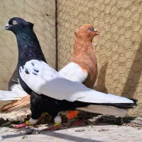 رنگی سینه سیاه کله قهوه ای کاکلی سینه زرد رنگه دم