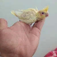 جوجه عروس هلندی